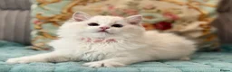 Ragdoll cats for sale: 2 Active girls  - Advert 19