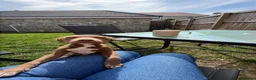 Staffordshire Bull Terrier dogs for sale: 5 month old puppy  - Advert 6