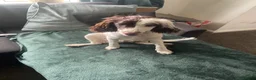 English Springer Spaniel dogs for sale: English springer spaniel - Advert 1