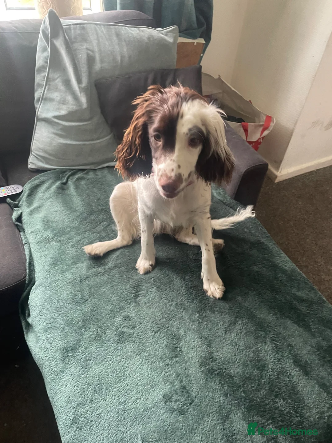 English Springer Spaniel dogs for sale: English springer spaniel - Advert 1