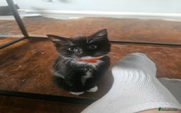 Mixed Breed cats for sale: 4 female kittens looking for forever homes  - Image 8