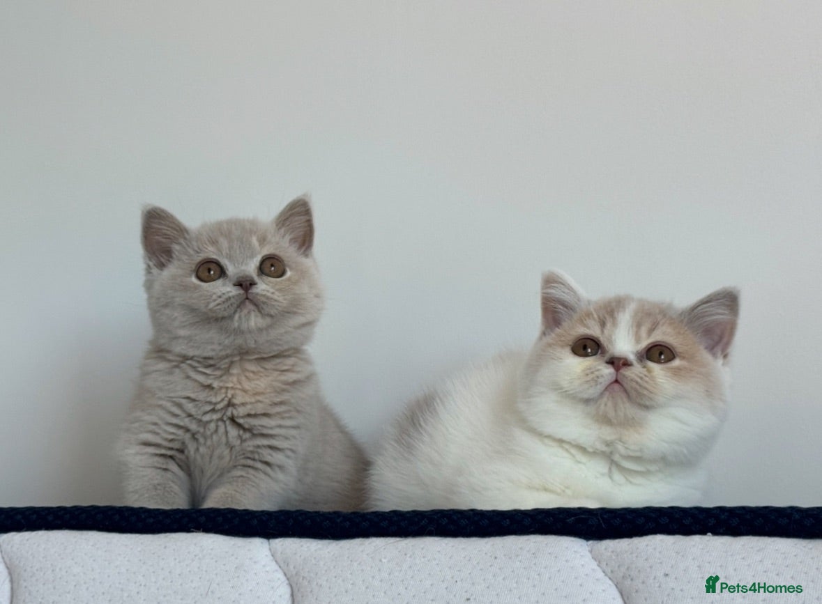 British Shorthair cats Tica reg Supreme Grand Ch and sired f kittens  - Advert 1