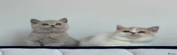 British Shorthair cats for sale: Only one left ready from 26.06RW SGC TICA kittens  - Advert 8