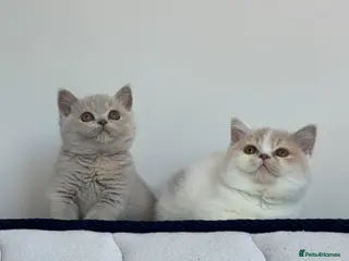 British Shorthair cats Tica reg Supreme Grand Ch and sired f kittens - Advert 1