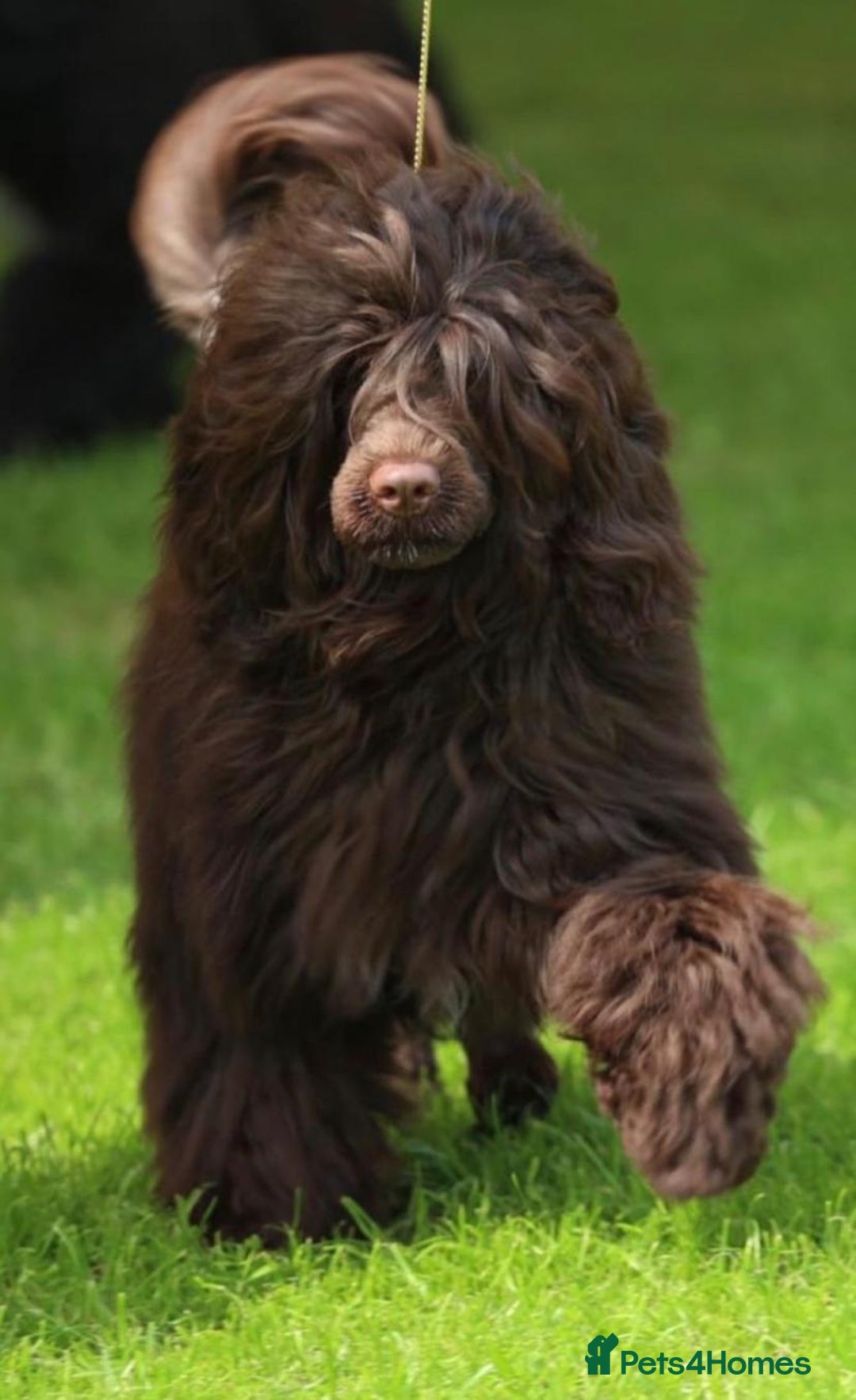 Portuguese Water Dog dogs for sale: Portuguese Water Dog Puppy–Boy Available Now - Advert 2