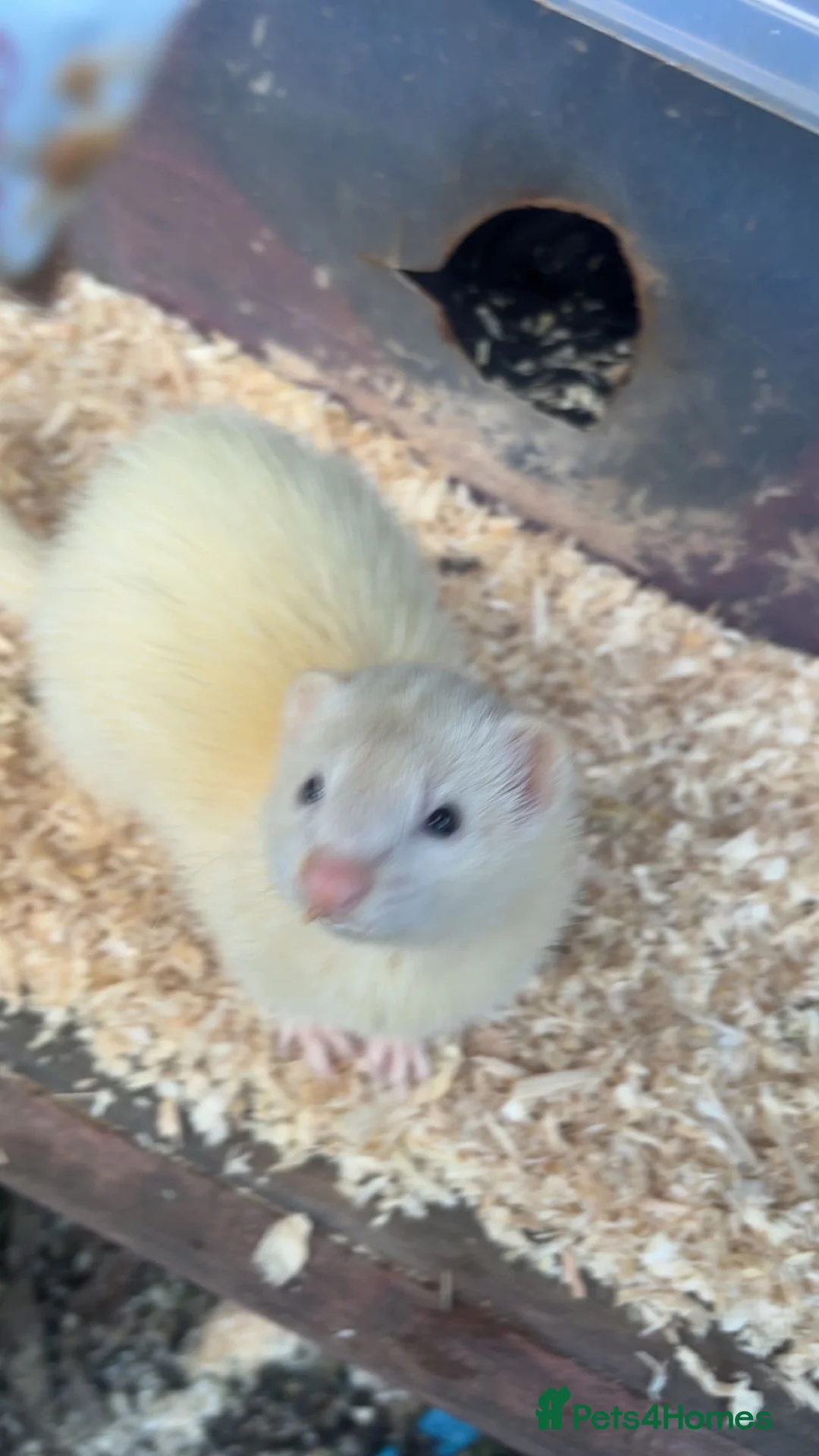 Ferret rodents for sale: ferret kits  - Advert 2