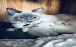 Ragdoll cats for sale: Ragdoll litter for sale  - Image 14
