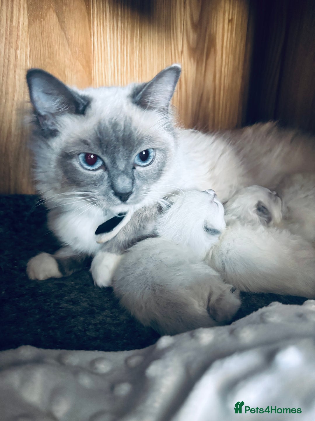 Ragdoll cats for sale: Ragdoll litter for sale  - Image 14