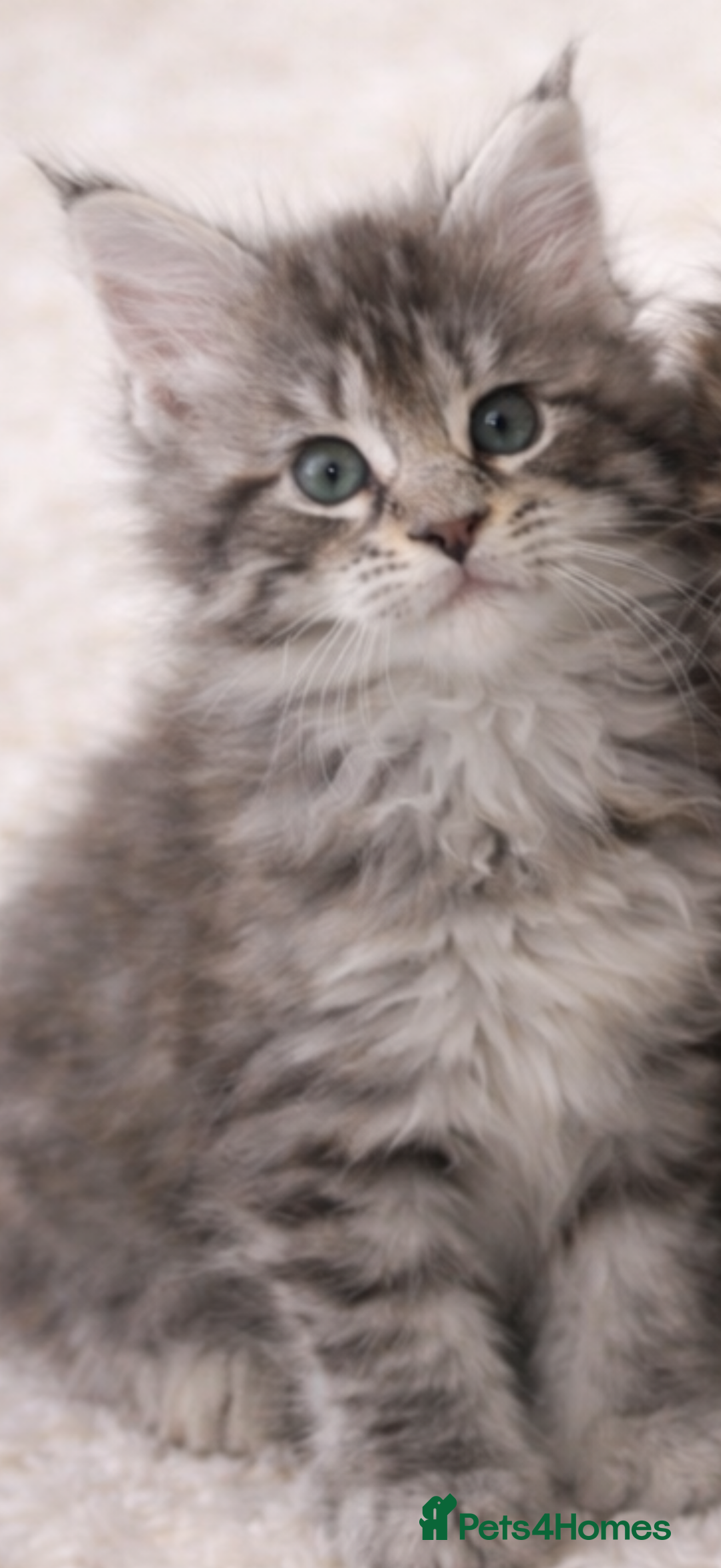 Maine Coon cats for sale: Registered Maine coon kittens  - Advert 12