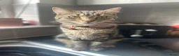 Mixed Breed cats for sale: Tabby kittens for sale. - Advert 1