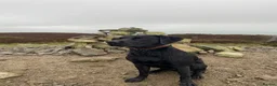Labrador Retriever dogs for stud: Black Labrador Stud in Denbigh - Advert 5