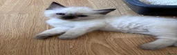 Ragdoll cats for sale: Beautiful ragdoll babies  - Advert 9