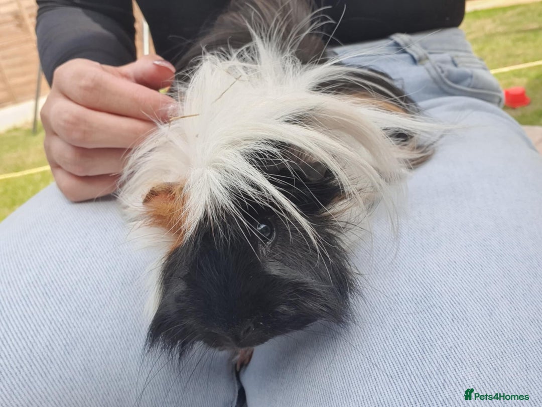Guinea Pig rodents for sale: Beautiful guinea pigs  - Image 2
