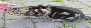 Mixed Breed 2
