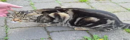 Mixed Breed cats for sale: Luna and Tiger in Bridgnorth - Advert 8