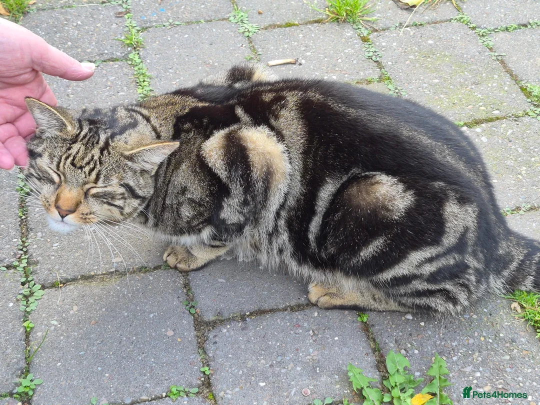 Mixed Breed cats for sale: Luna and Tiger in Bridgnorth - Advert 8