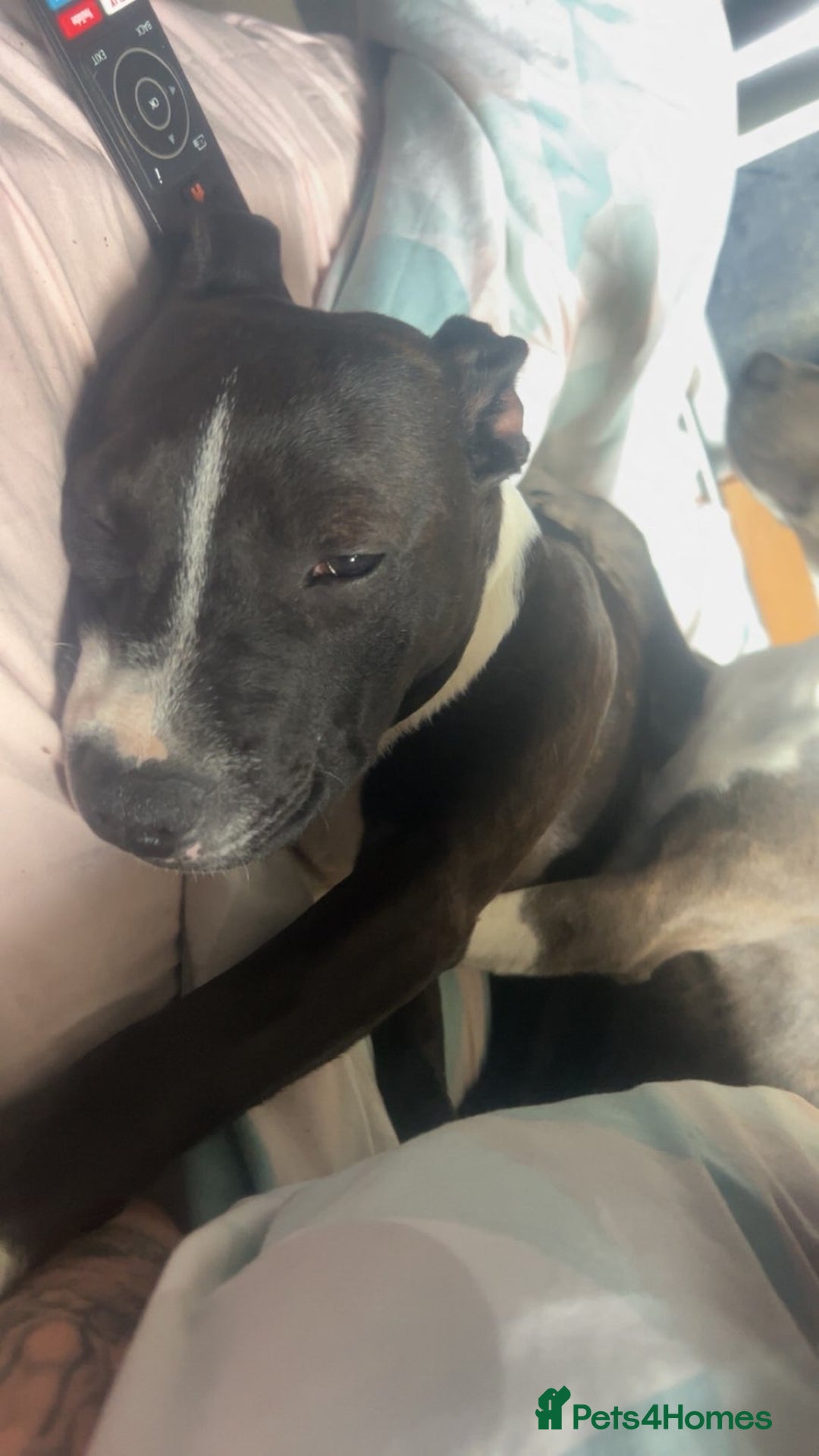 Staffordshire Bull Terrier dogs for sale: Male Staffordshire bull terrier  - Advert 3