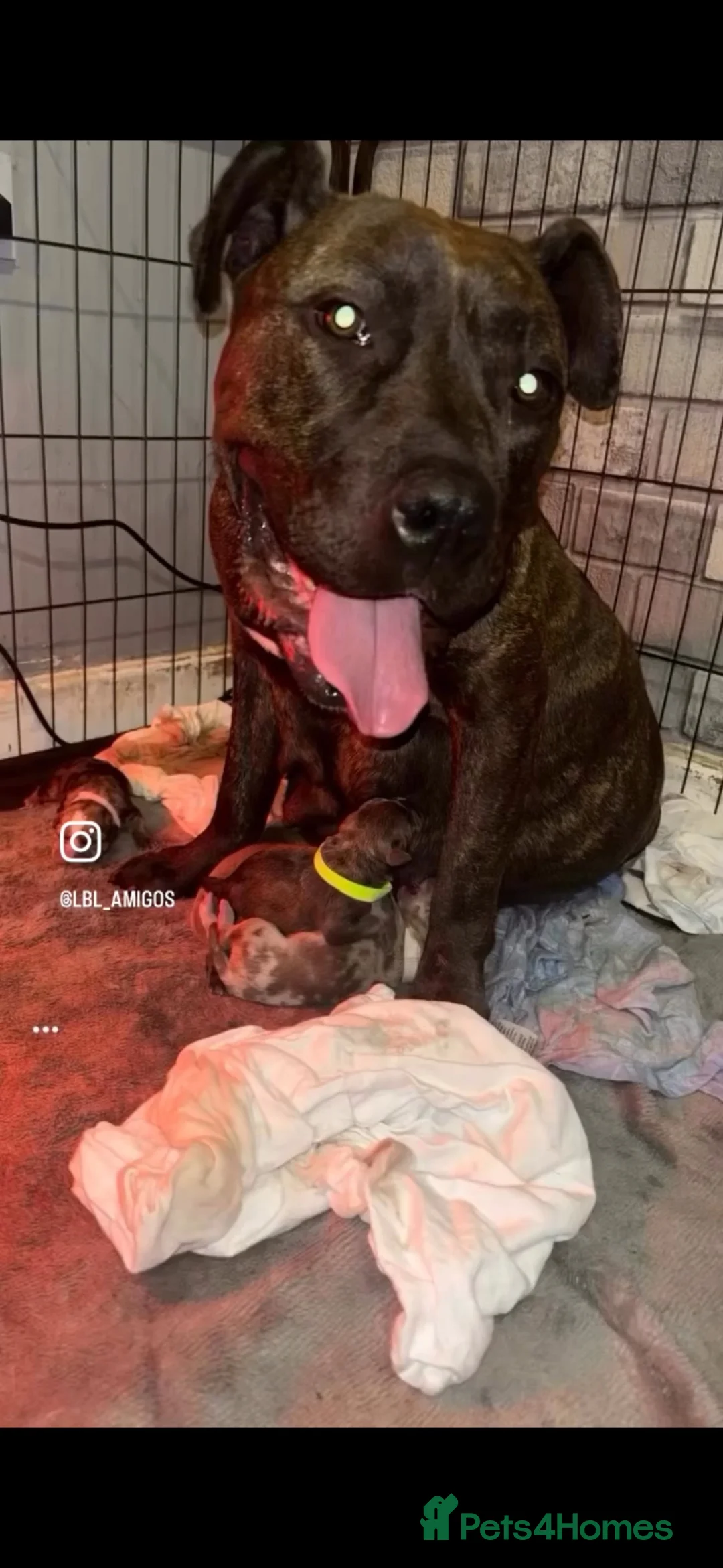 Mixed Breed dogs for sale: Staffy puppies  in Liverpool - Advert 1
