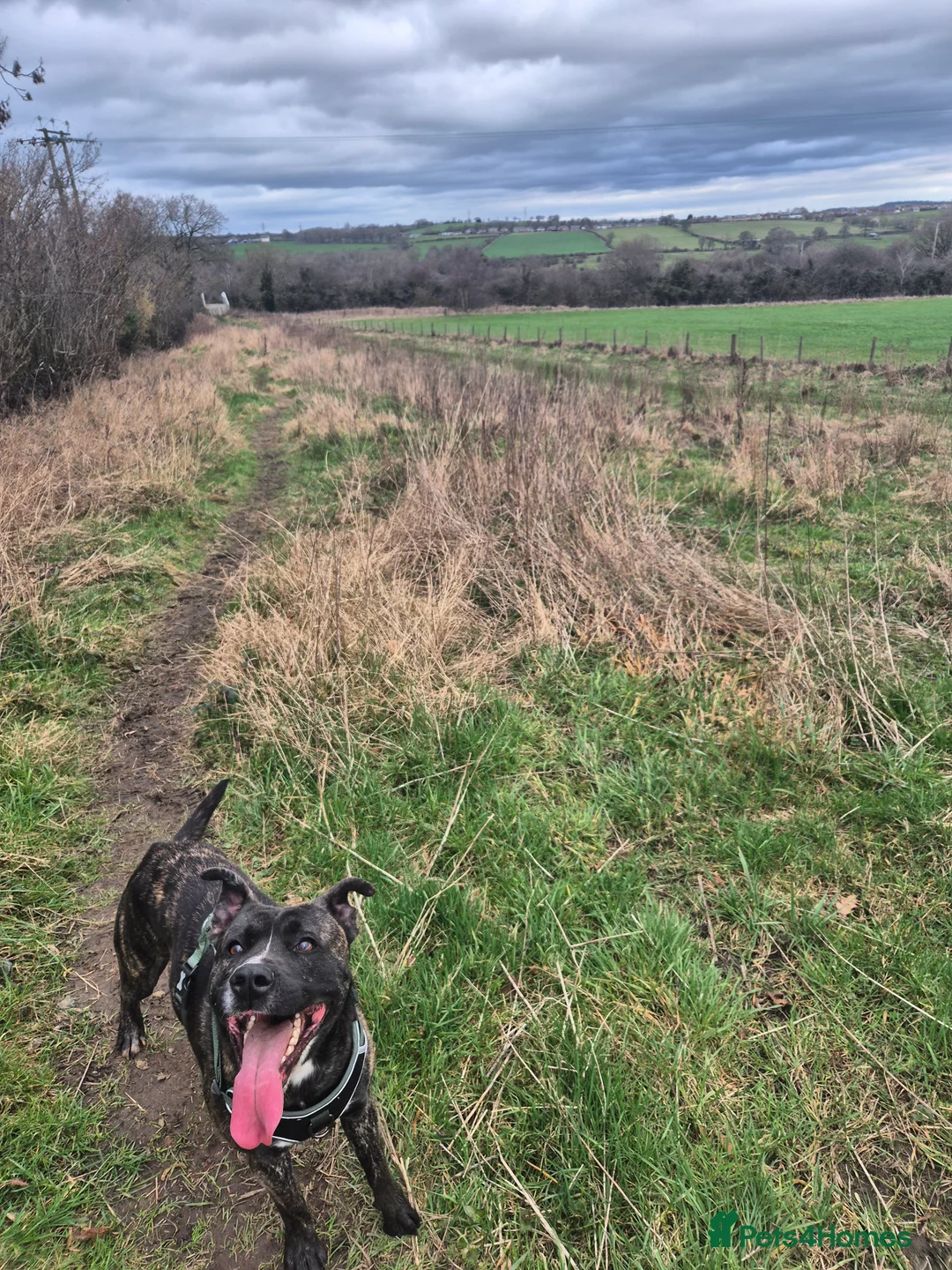 Mixed Breed dogs for sale: Staffy x Gerberian Shepsky - Advert 2