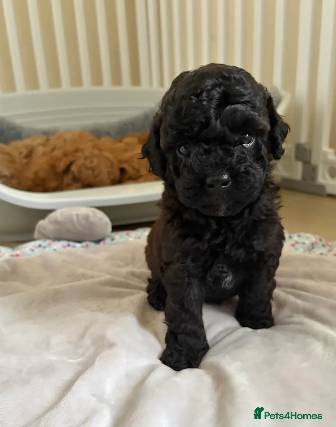 Cockapoo dogs for sale: Toy poodle/cockapoo puppies Health tested  - Advert 24