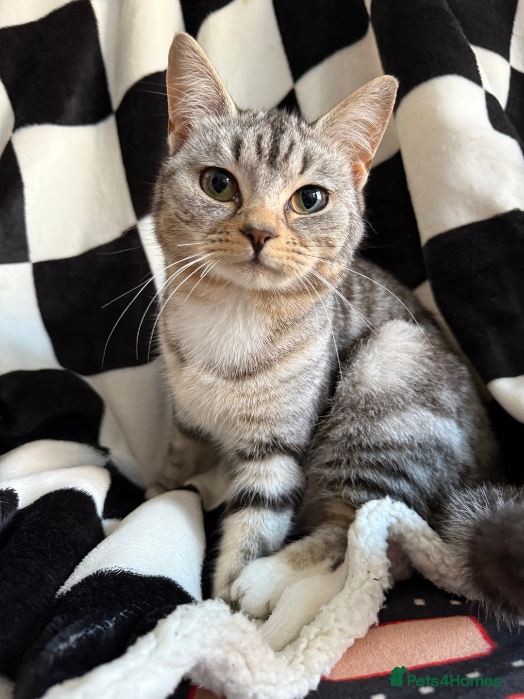 Mixed Breed cats for sale: 2 male kittens - Advert 8