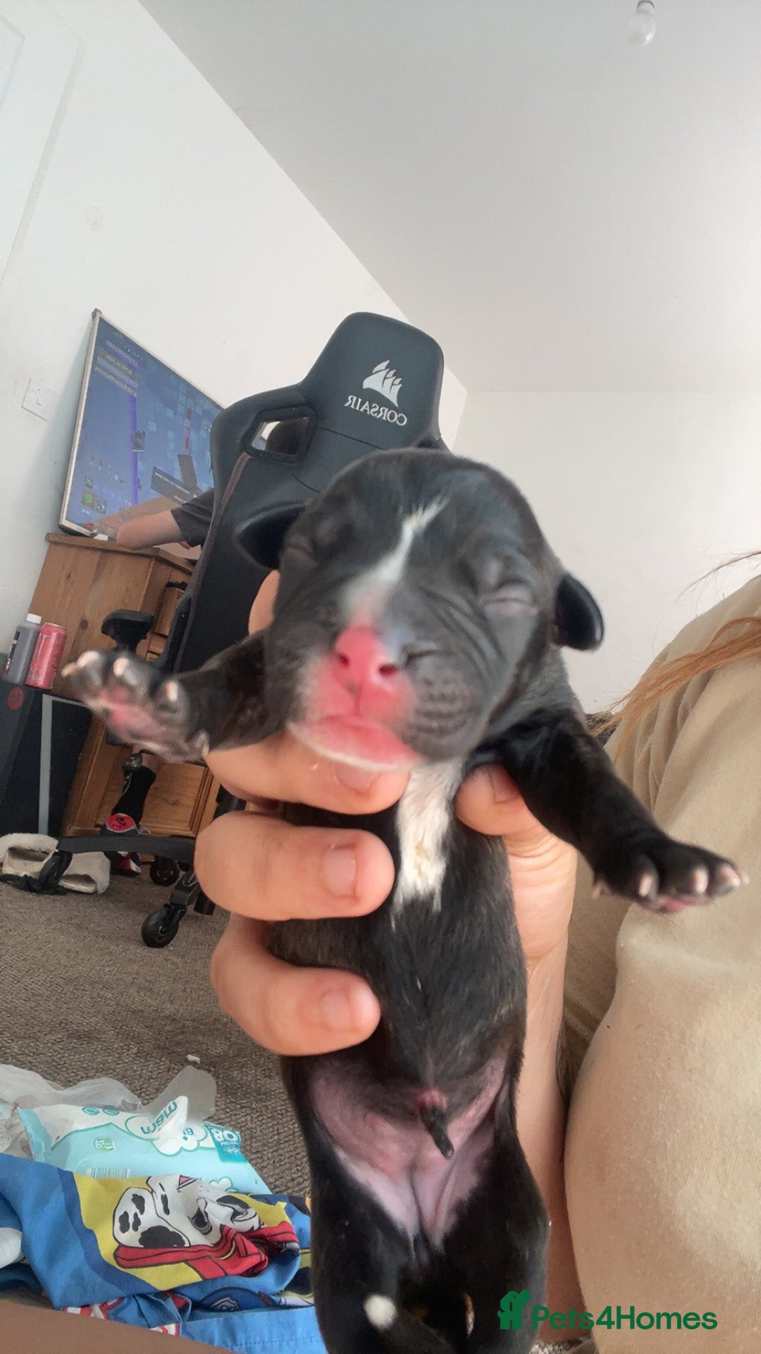 Mixed Breed dogs for sale: Presa canario cross cane corso pups - Image 5