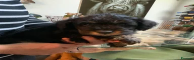 Schnoodle 2