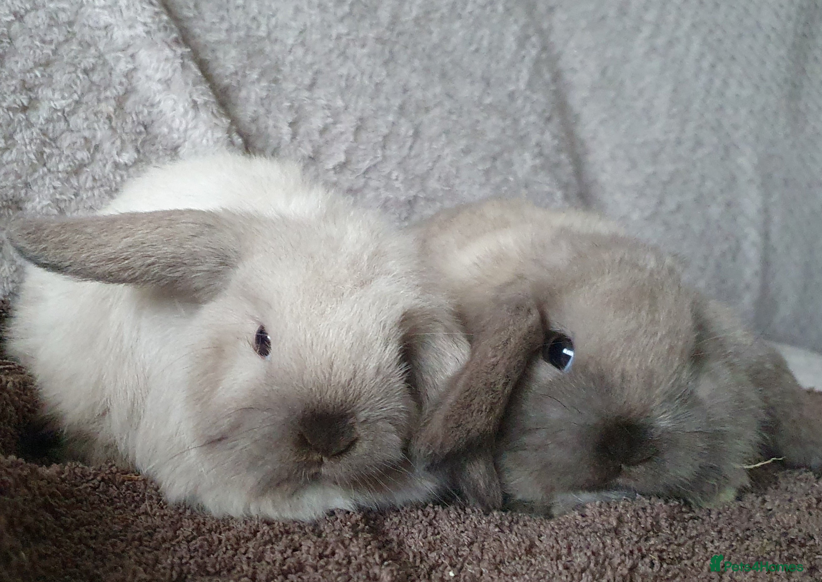 Mini Lop rabbits Pair of friendly baby mini lops for loving homes - Advert 10