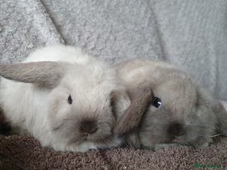 Mini Lop rabbits Pair of friendly baby mini lops for loving homes - Advert 9