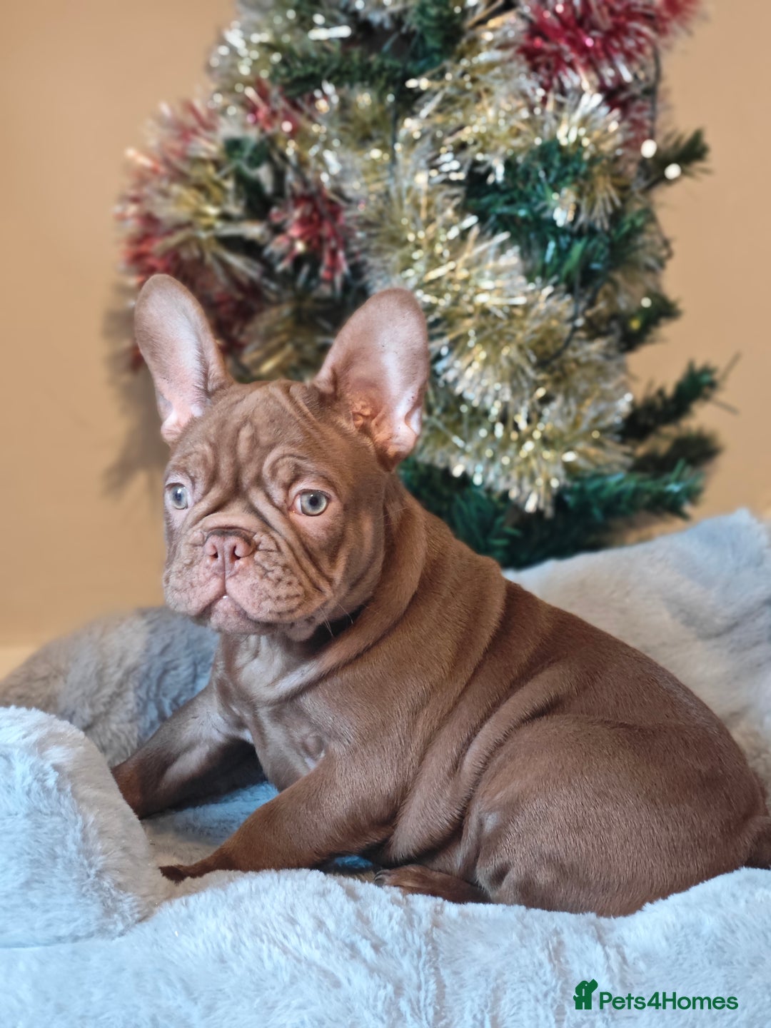 French Bulldog dogs for sale: Reduced Isabella and New Shade Isabella Puppies  - Advert 8