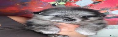 Pomeranian 1 Elvis 