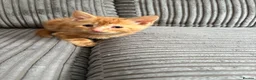 British Shorthair cats for sale: Gorgeous ginger babies in Swaffham - Advert 23