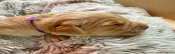 Golden Retriever dogs for sale: Adorable litter of 4 Golden Retriever puppies - Advert 8
