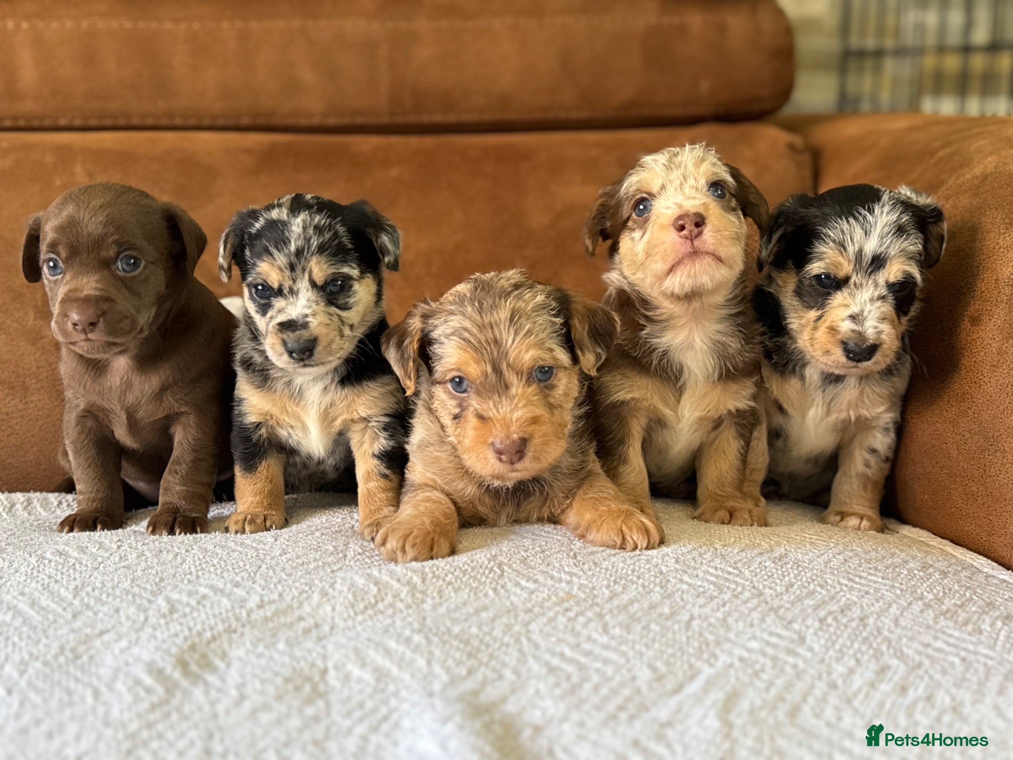 Jackapoo dogs 4th Gen merle jackapoo puppies (much wenlock)  - Advert 4