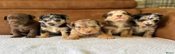 Jackapoo dogs for sale: 4th Gen merle jackapoo puppies (much wenlock)  - Advert 1
