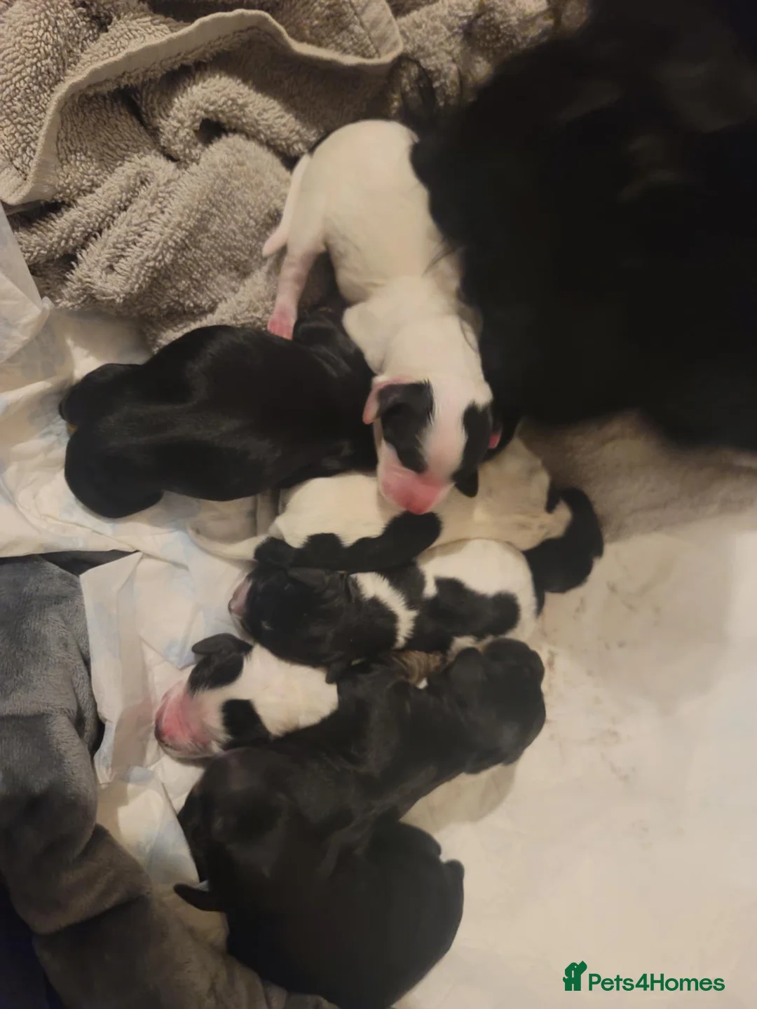 Cockapoo dogs for sale: The Magnificent fully-vaccinated Seven  in Romford - Advert 35