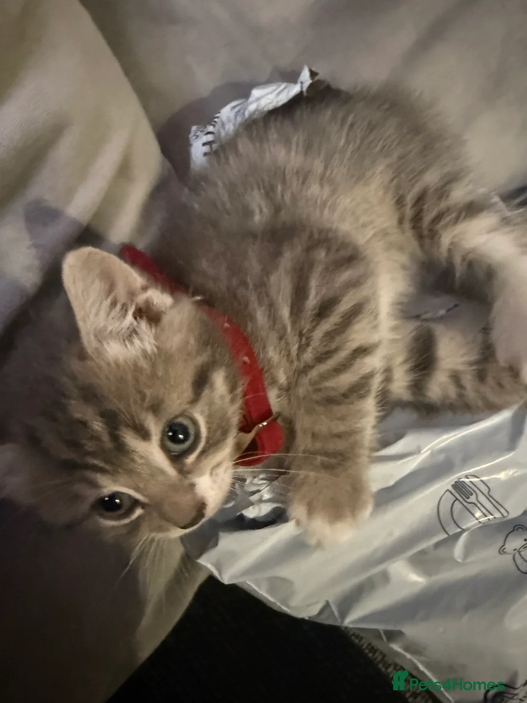 British Shorthair cats for sale: UNIQUE BRITISH SHORT HAIRS  - Advert 21