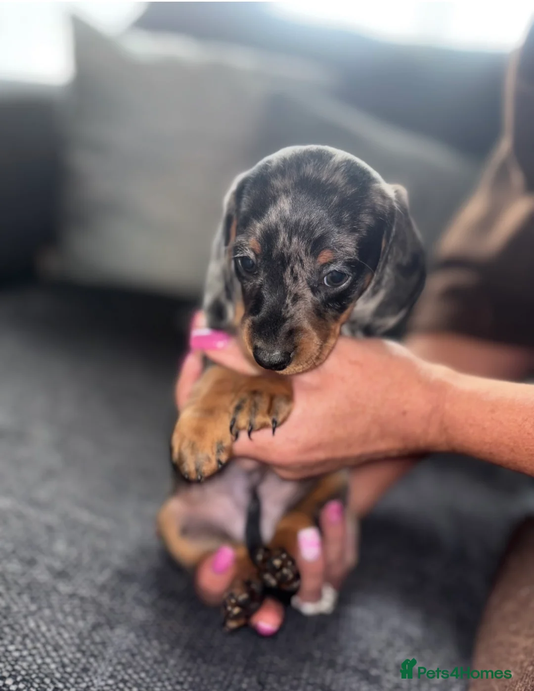 Dachshund dogs for sale: Miniature dachshund puppies 🐶long: smooth hair  - Advert 23