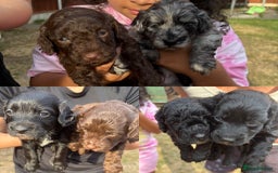 Cockapoo dogs for sale: 6 Cockapoo F1B *5 weeks old* - Image 14