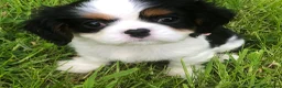 Cavalier King Charles Spaniel dogs for sale: Cavalier King Charles puppies  in Warrington - Advert 12