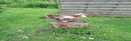 Ducks poultry for sale: Lavender Muscovy ducklings for sale, unsexed - Advert 4