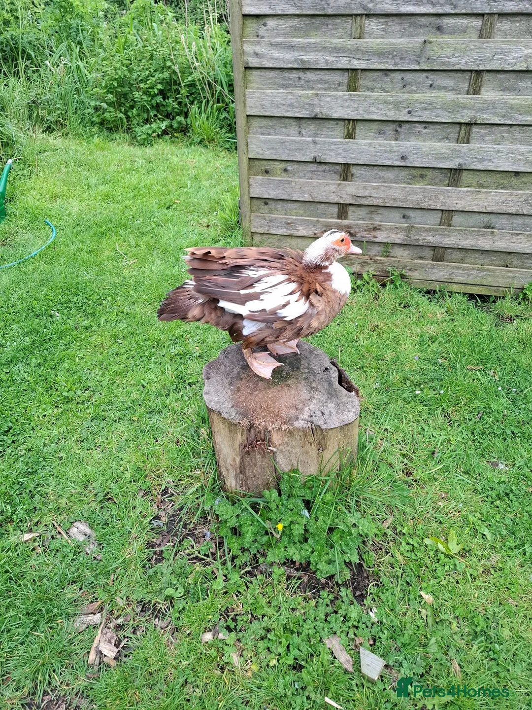 Ducks poultry for sale: Lavender Muscovy ducklings for sale, unsexed - Advert 4