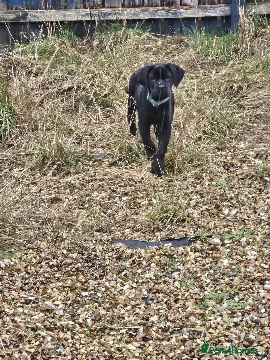 Mixed Breed dogs for sale: RottiCorso Puppy in Grimsby - Advert 1