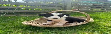 Border Collie Puppy 1