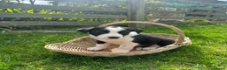 Border Collie dogs for sale: Border collie pups from working farm  - Advert 3