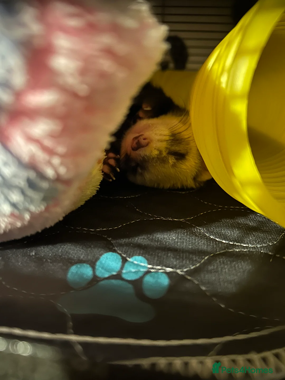 Ferret rodents for sale: Male Ferret for adoption  - Advert 4