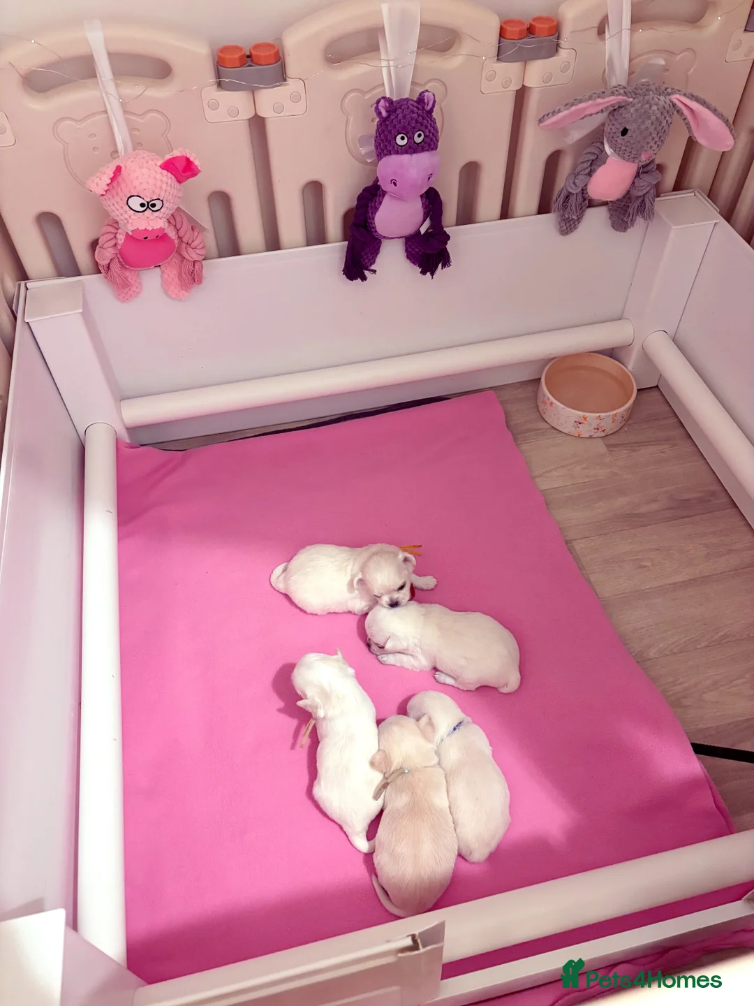 Chihuahua dogs for sale: KC registered beautiful chihuahua puppies - Advert 10