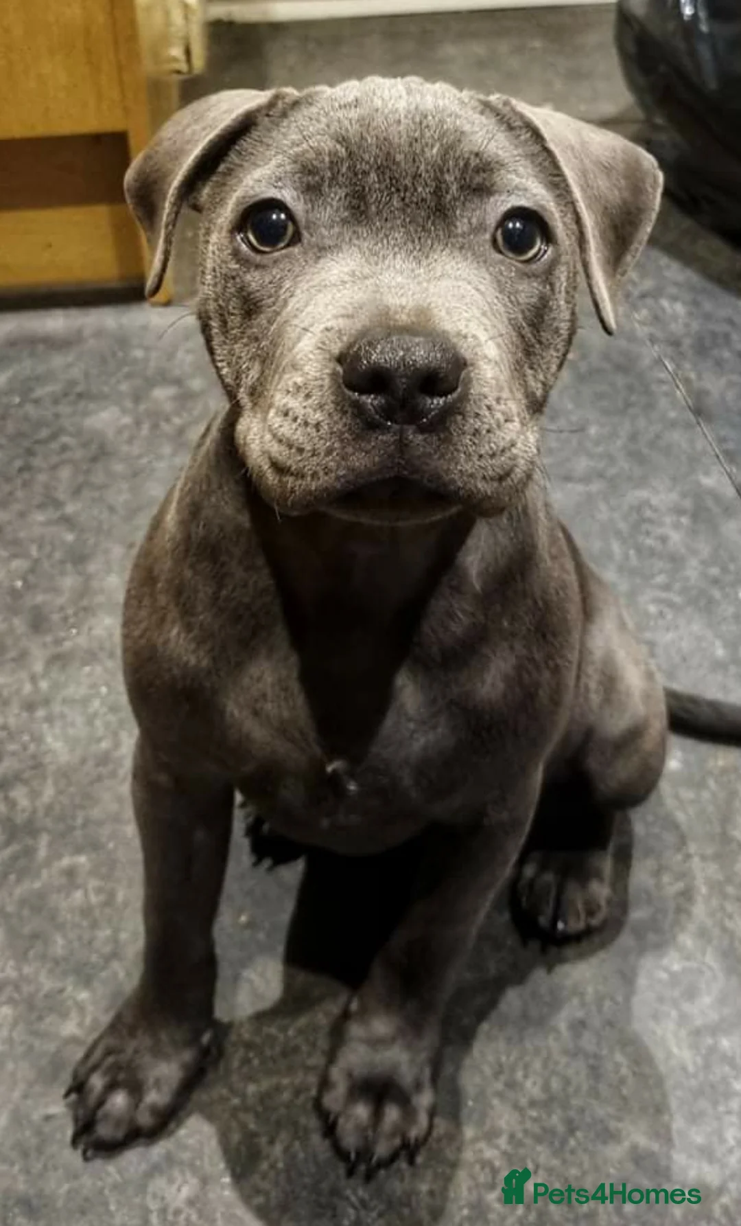 Staffordshire Bull Terrier dogs for stud: UKs Best bloodlines Proven Stud  in Swansea - Advert 13