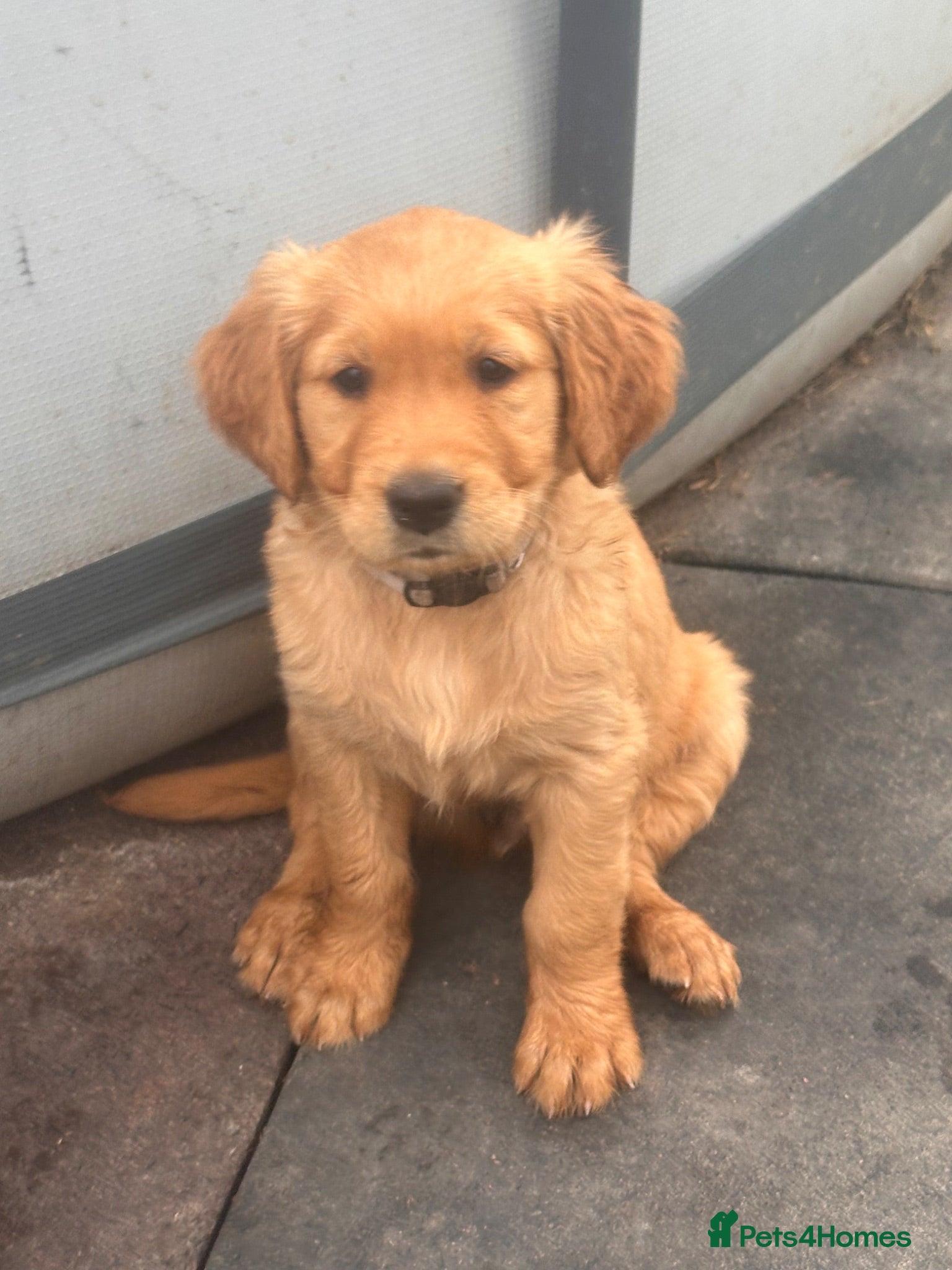 Golden Retriever dogs Golden Retriver KC Puppies  - Advert 2