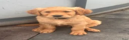 Golden Retriever dogs for sale: Golden Retriver KC Puppies  - Advert 2